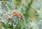 Weevil beetle on plant , family Curculionidae