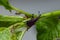 Weevil Beetle (Rhynchites bacchus) on a green leaf. Pest for fruit trees. a problem for gardeners and farmers