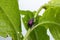 Weevil Beetle (Rhynchites bacchus) on a green leaf. Pest for fruit trees. a problem for gardeners and farmers