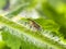 Weevil in grass portrait