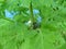 Weevil green lat. Chlorophanus viridis and ants
