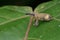 Weevil on green leaf