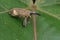 Weevil on green leaf