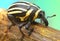 Weevil insect unique