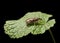 Weevil on leaf