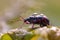 Weevil on a leave in morning dew