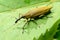 Weevil Lixus iridis on a plant leaf