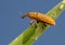 Weevil Lixus pulverulentus on a plant leaf