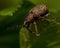 Weevil Otiorhynchus singularis