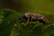 Weevil Otiorhynchus singularis