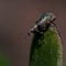 Weevil Phyllobius maculicornis