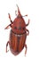 Weevil snout beetle