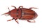 Weevil snout beetle