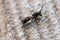 Weevil wasp