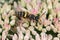 Weevil wasp feeding on nectar from Sedum plant.