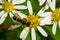 Weevil Wasp - Genus Cerceris