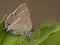 Wegedoornpage, Blue-spot Hairstreak, Satyrium spini