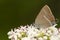 Wegedoornpage, Blue-spot Hairstreak, Satyrium spini