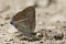 Wegedoornpage, Blue-spot Hairstreak, Satyrium spini