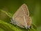 Wegedoornpage, Blue-spot Hairstreak, Satyrium spini