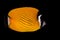 Weible`s Butterflyfish Chaetodontidae weibeli