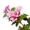Weigela. branch plants with flowers