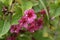 Weigela Bristol Ruby