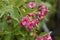 Weigela Bristol Ruby