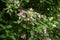 Weigela coraeensis flowers