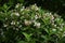 Weigela coraeensis flowers