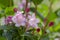 Weigela coraeensis pink white flowering shrub plant, group of colorful flowers in bloom