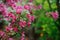 Weigela florida flowering bush in spring garden