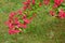 Weigela florida flowers