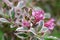 Weigela Florida Monet with pink flowers and pinkish variegated leaves