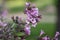 Weigela florida tango cultivated small flowering shrub, purple pink small flowers in bloom on branches