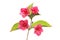 Weigela flowers and foliage