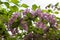 Weigela honeysuckle blooming in spring, a branch with leaves and ashen pink flowers, soft focus