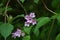 Weigela hortensis flowers