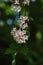 Weigela hortensis flowers