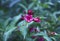 Weigela hybrid shrub plant