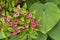 Weigela plant in bloom with hosta plant.