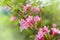 Weigela praecox. Beautiful pink flowering shrub macro view.