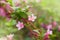 Weigela praecox. Beautiful pink flowering shrub macro view.