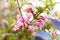 Weigela praecox. Beautiful pink flowering shrub macro view.