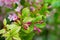 Weigela praecox in water drops after the rain.