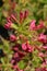 Weigela Red Prince