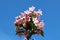 Weigela Rosea funnel shaped pink flowers and green leaves on blue sky background