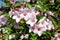 Weigela Rosea funnel shaped pink flowers on light green leaves background