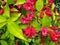 Weigela rubidor bush with red flowers