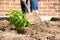 A Weigela shrub plant being planted by a person wearing jeans with a spade. A red brick wall is behind